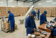 Ethiopia-Nigeria Deal on Warehouse Receipt Financing System Warehouse with tall stacks of burlap grain sacks; workers in blue coveralls weigh bags on scales nearby a conveyor belt.